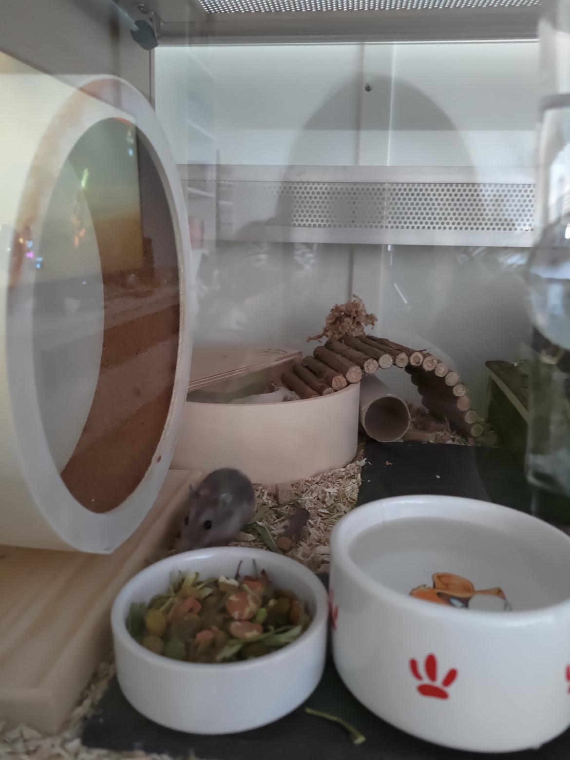 Dværghamster Saphira billede 6