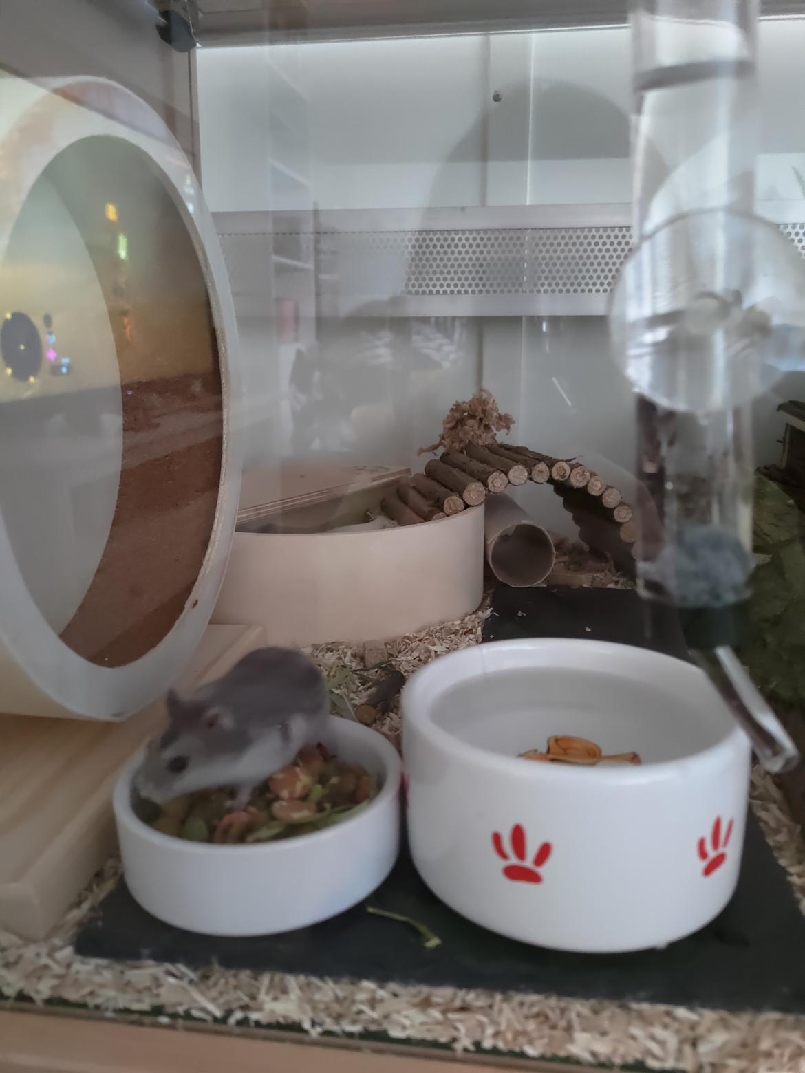 Dværghamster Saphira billede 7