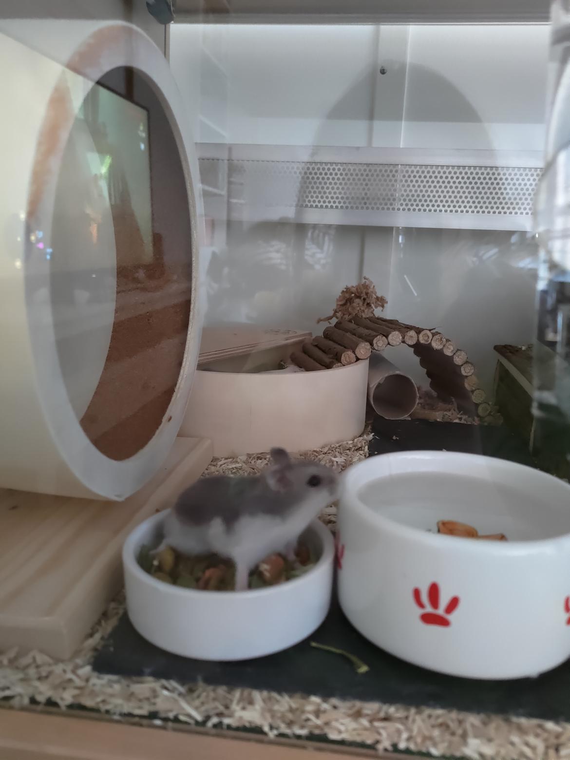 Dværghamster Saphira billede 8