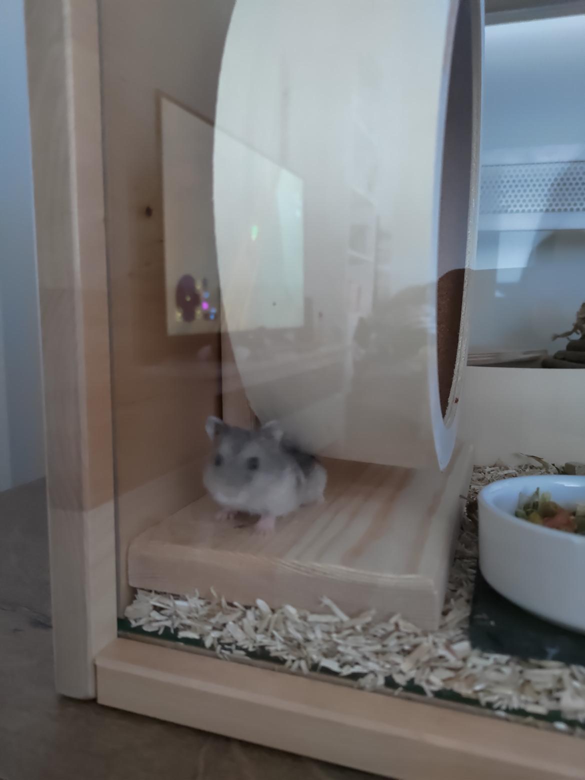 Dværghamster Saphira billede 9