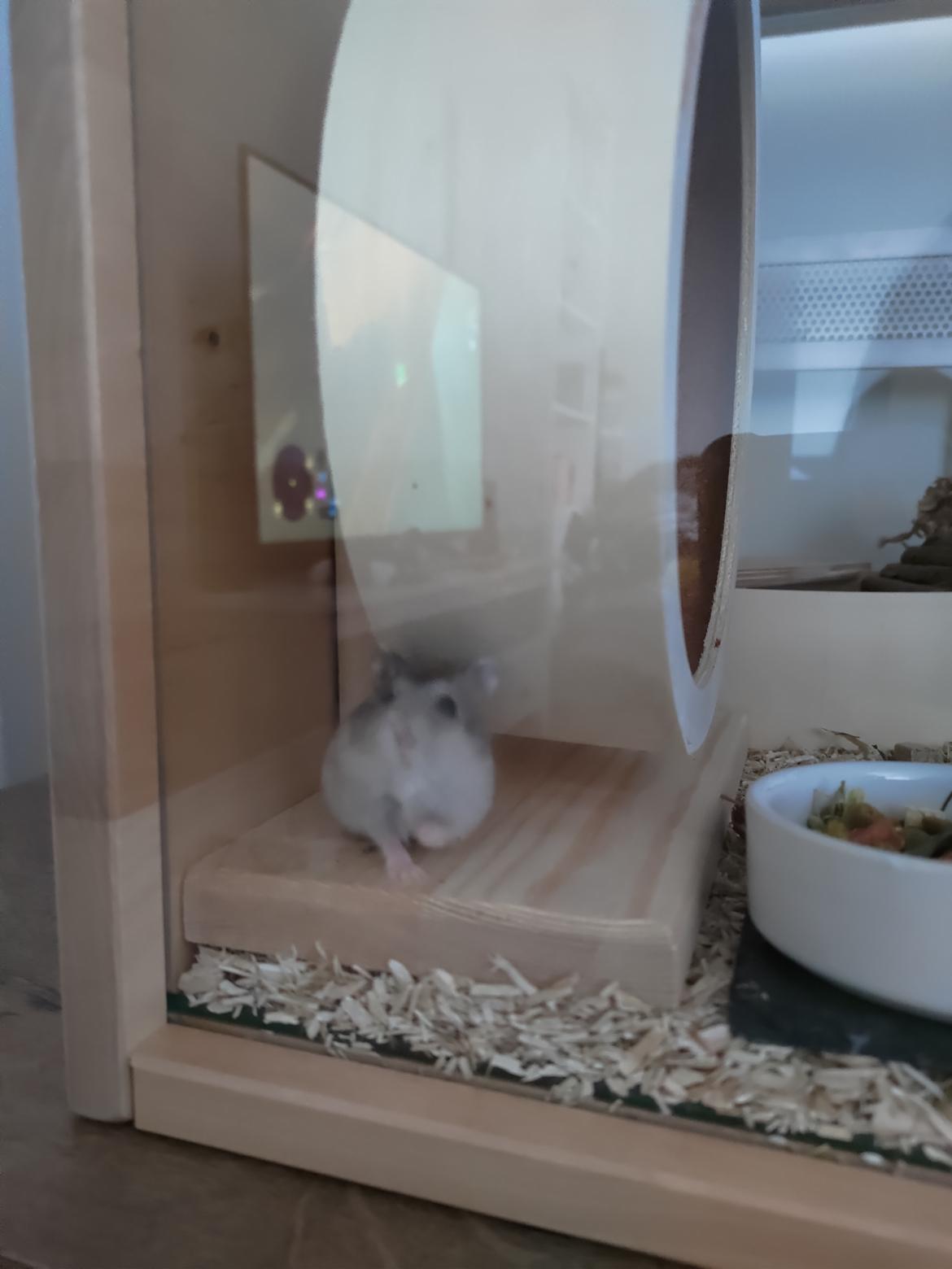 Dværghamster Saphira billede 10