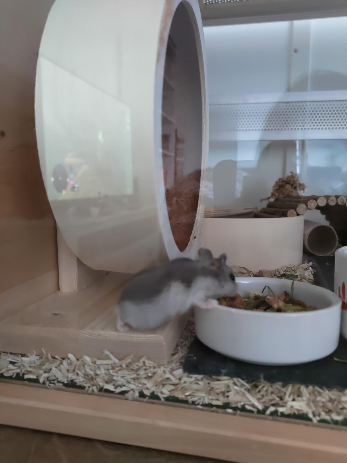 Dværghamster Saphira billede 11