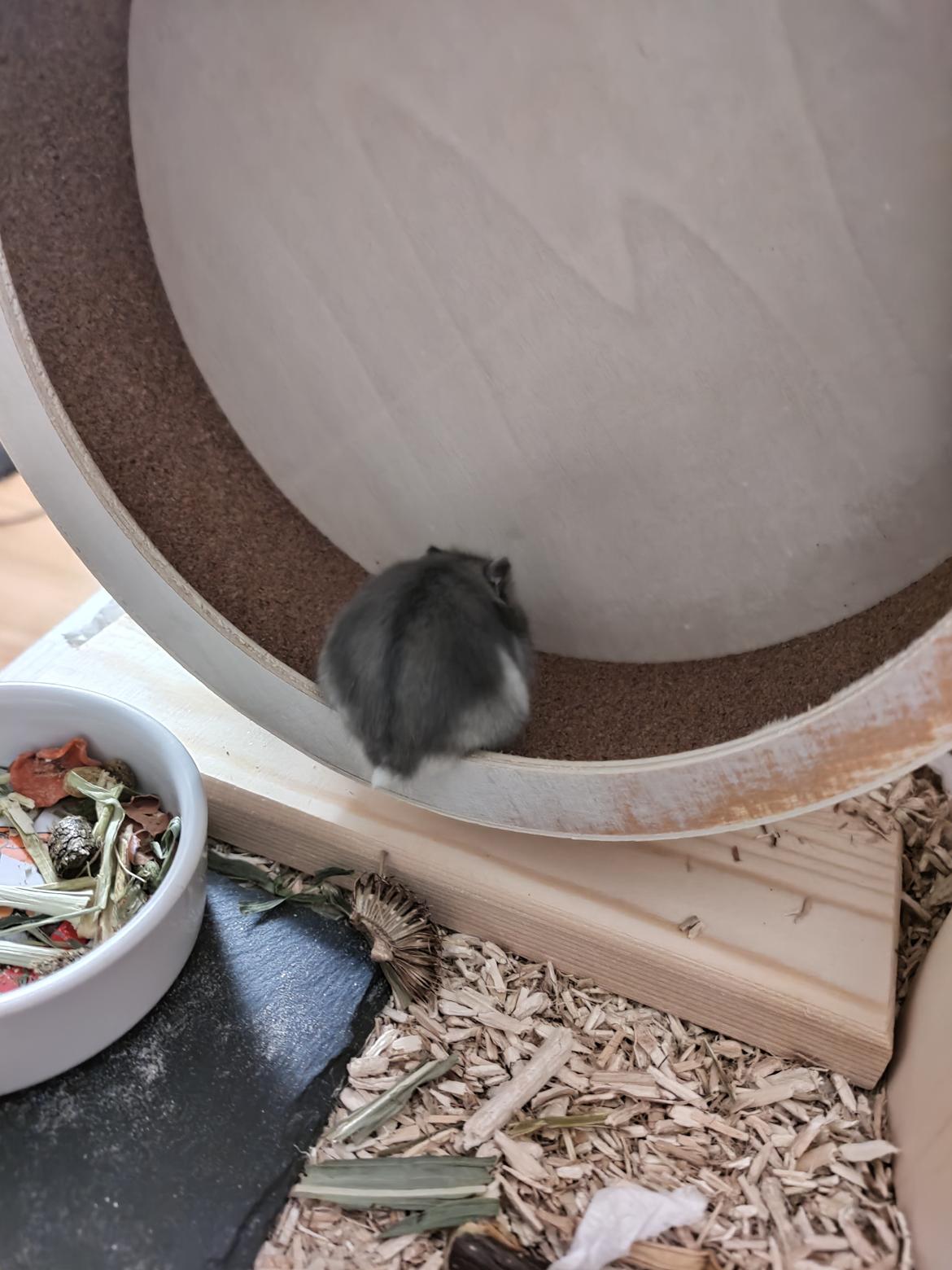 Dværghamster Saphira billede 12