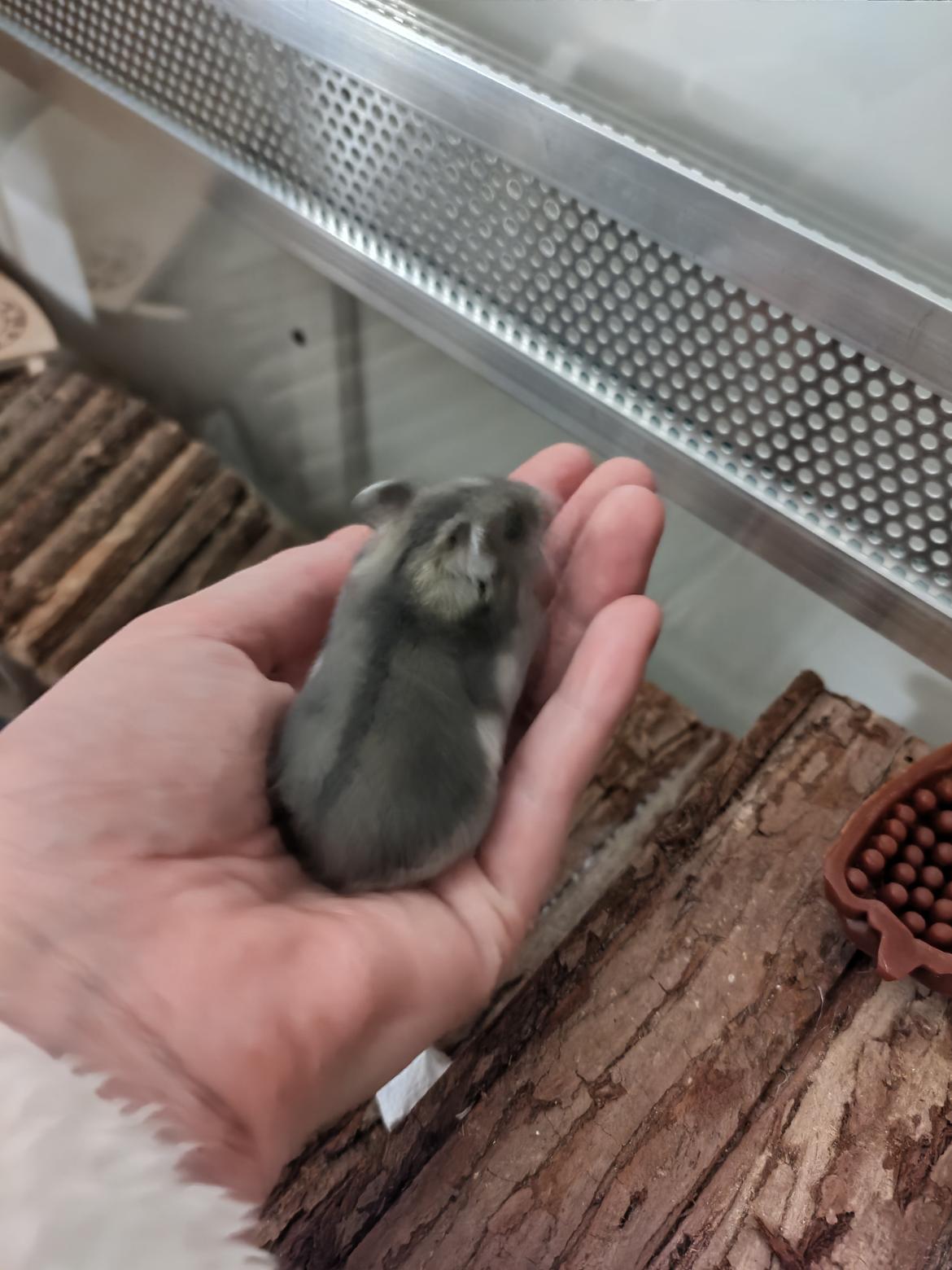 Dværghamster Saphira billede 13