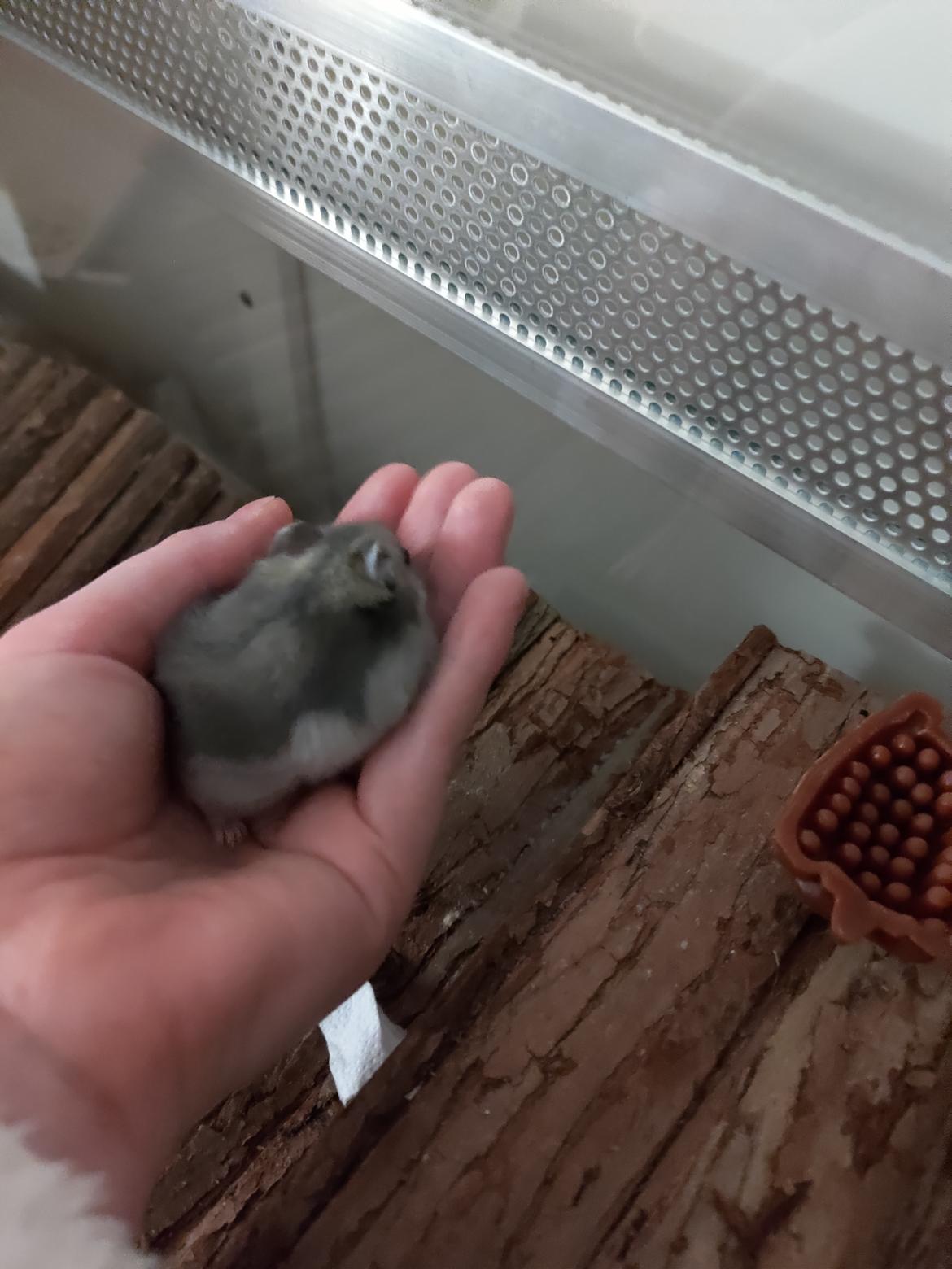 Dværghamster Saphira billede 14