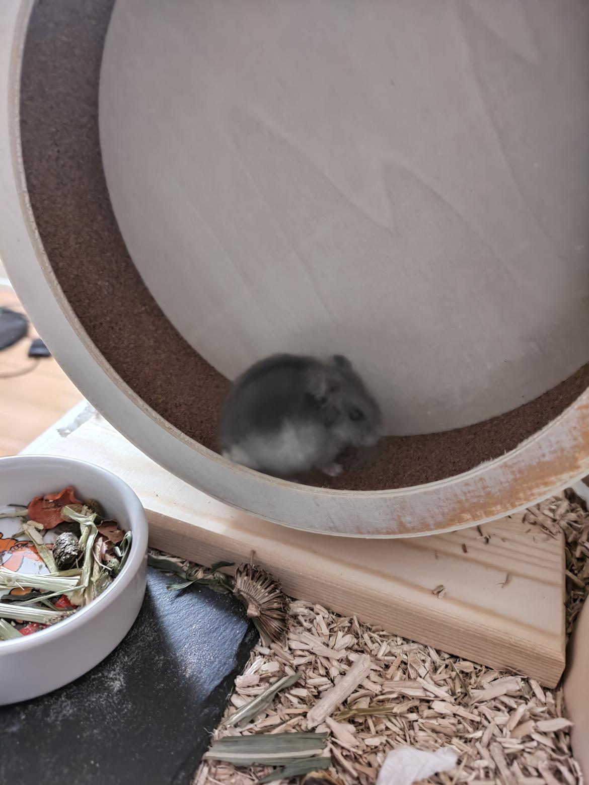 Dværghamster Saphira billede 15