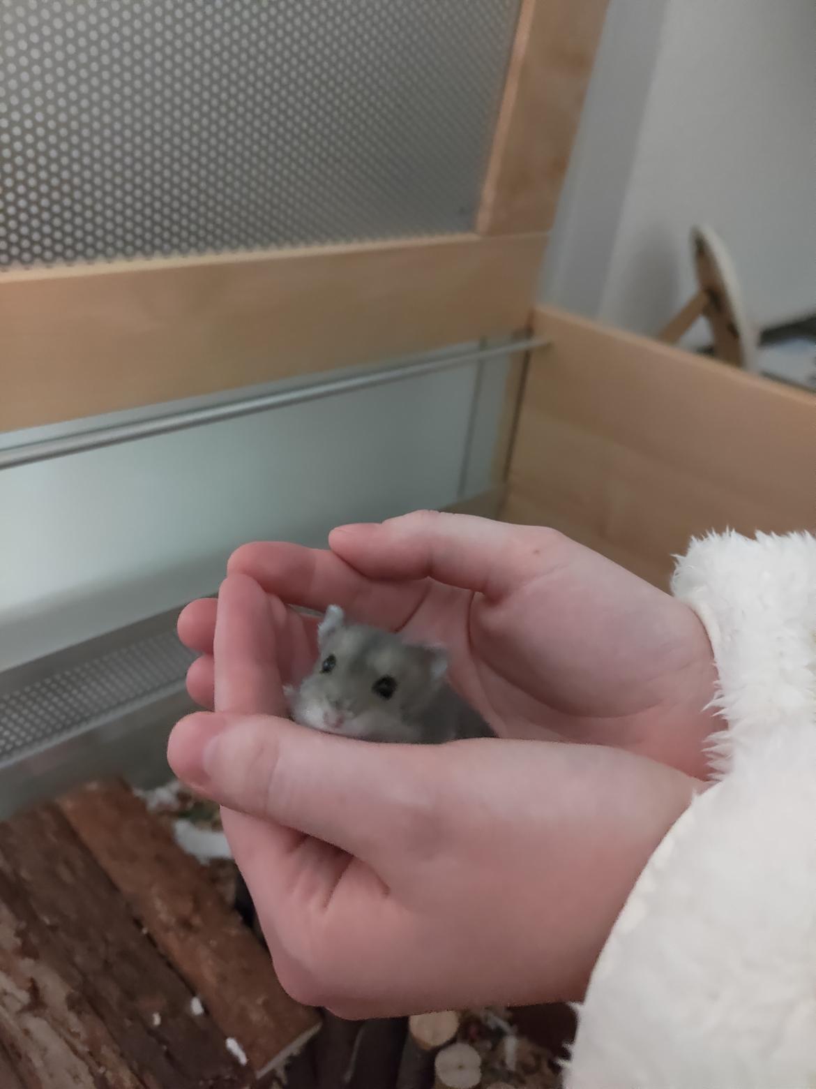 Dværghamster Saphira billede 16