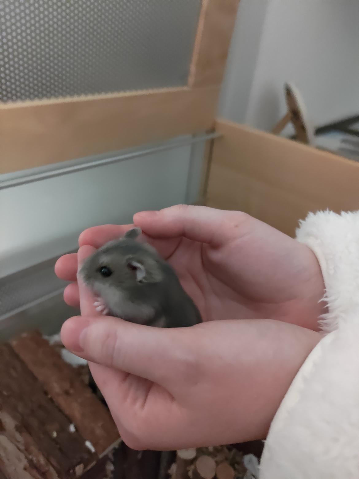 Dværghamster Saphira billede 17