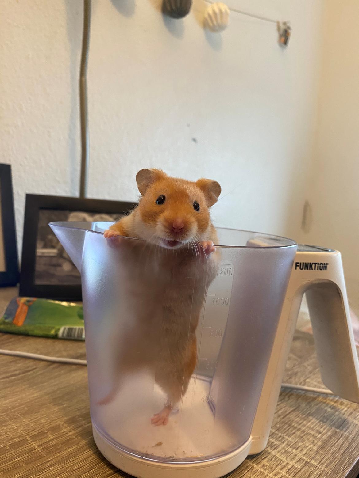 Hamster Arthur *Himmelgnaver* billede 1