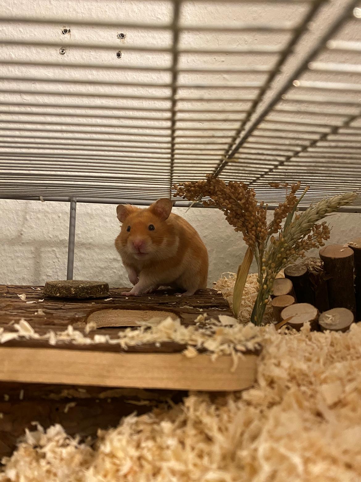 Hamster Arthur *Himmelgnaver* billede 5