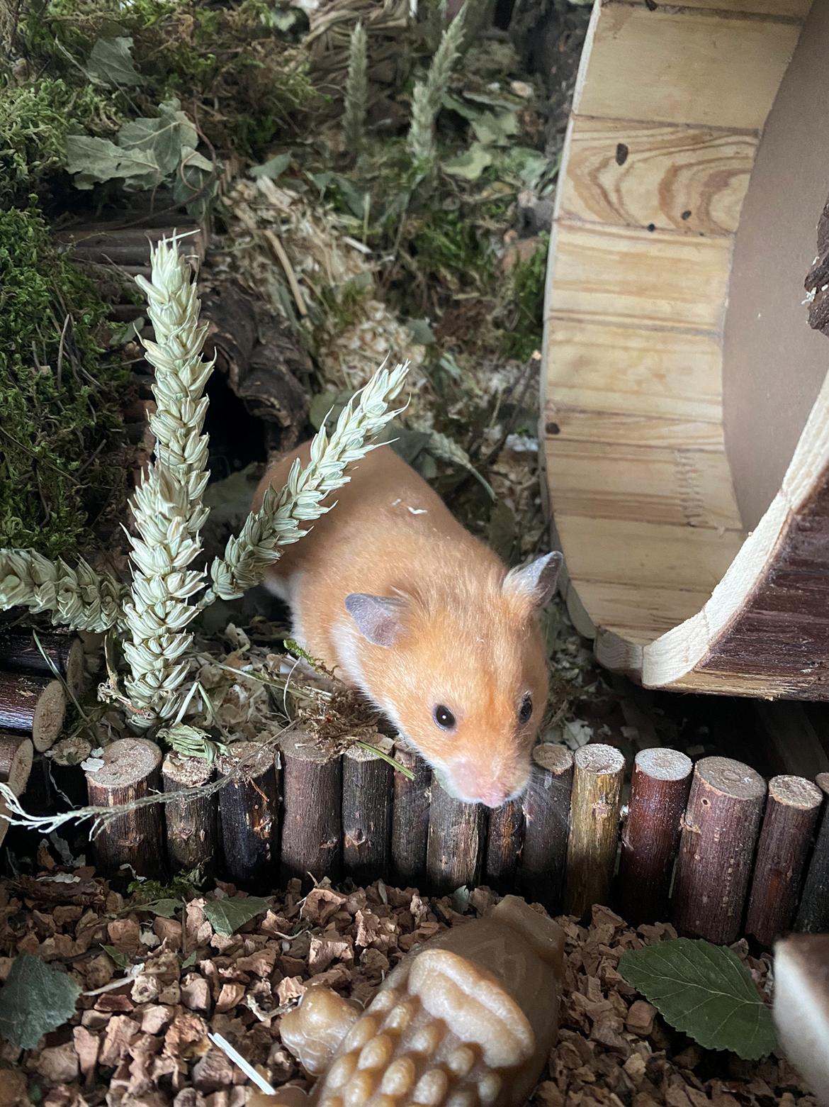 Hamster Arthur *Himmelgnaver* billede 7