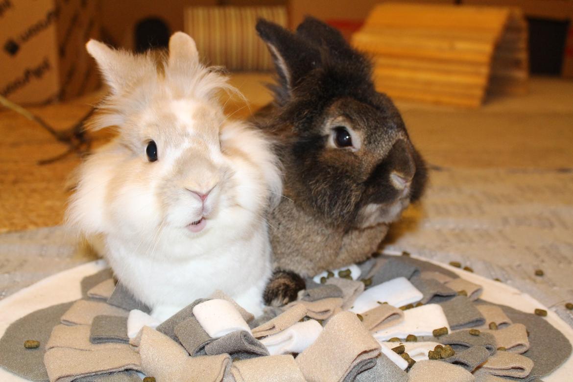 Kanin | Potedask's Alvin billede 31