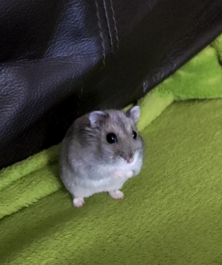 Dværghamster Saphira billede 18