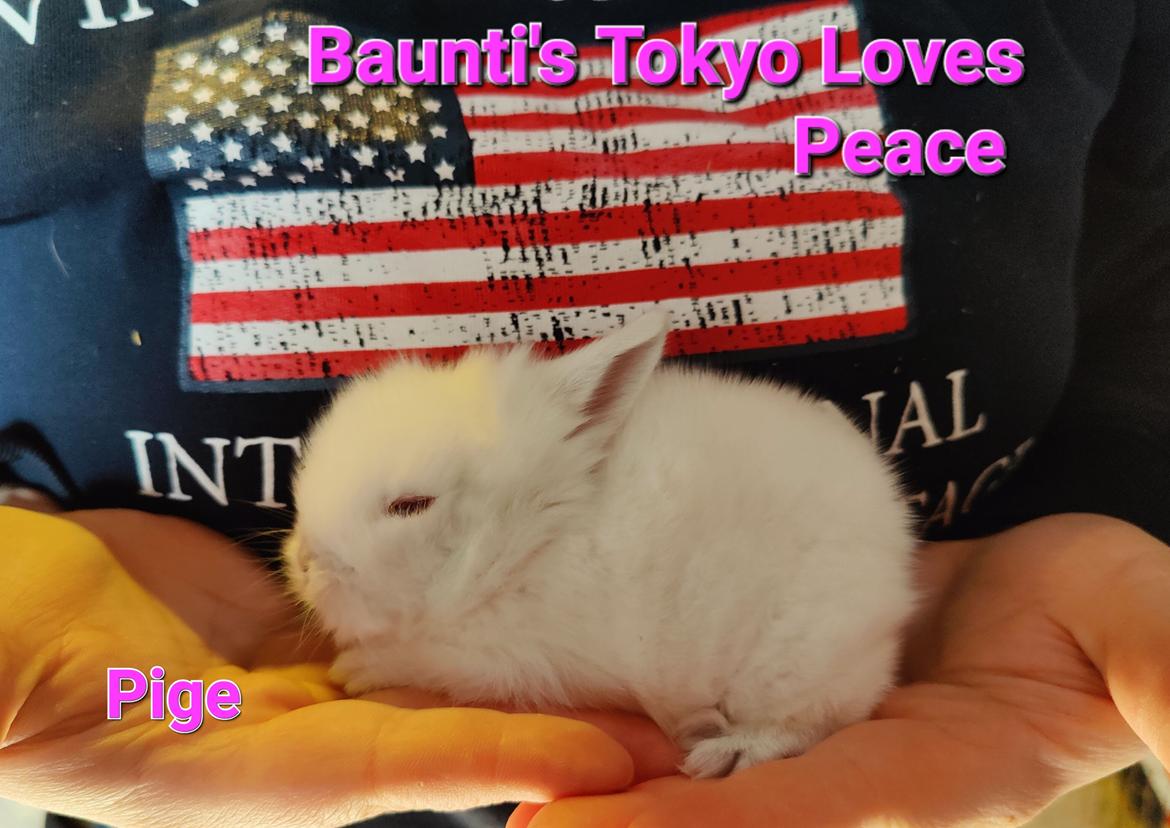 Kanin Baunti's Tokyo Loves Peace  billede 9