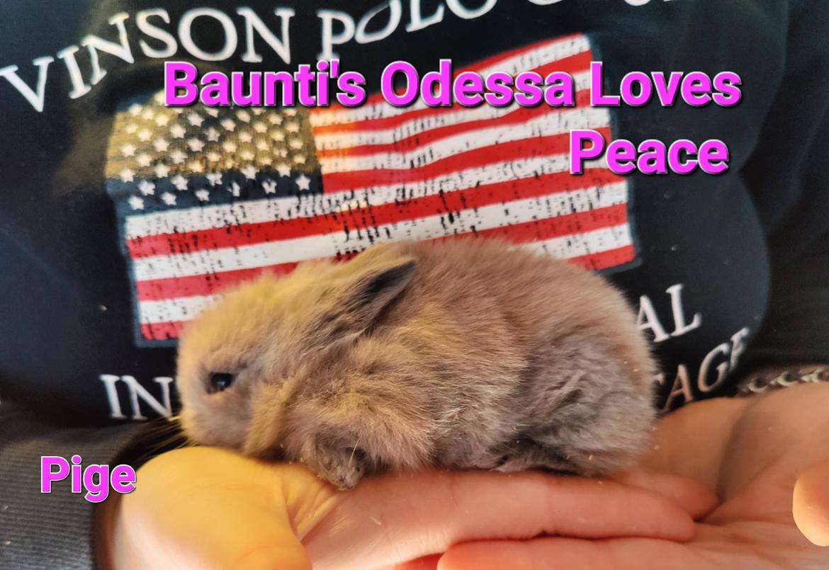 Kanin Baunti's Odessa Loves Peace  billede 6