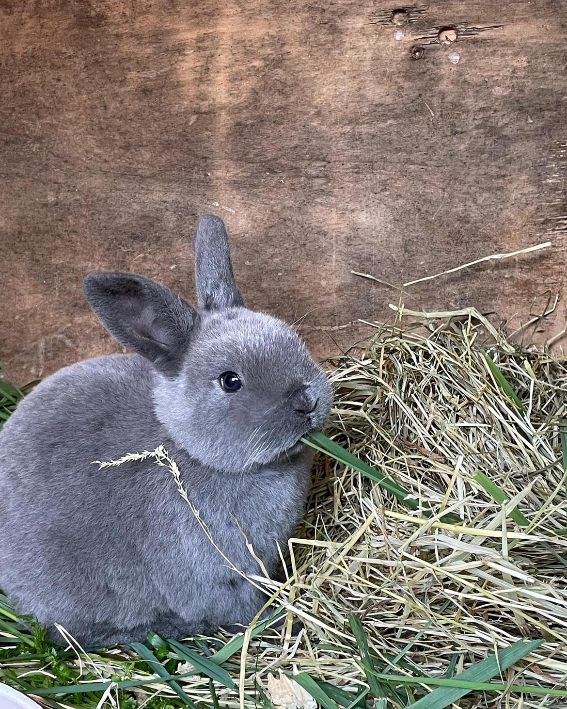 Kanin Signe billede 7