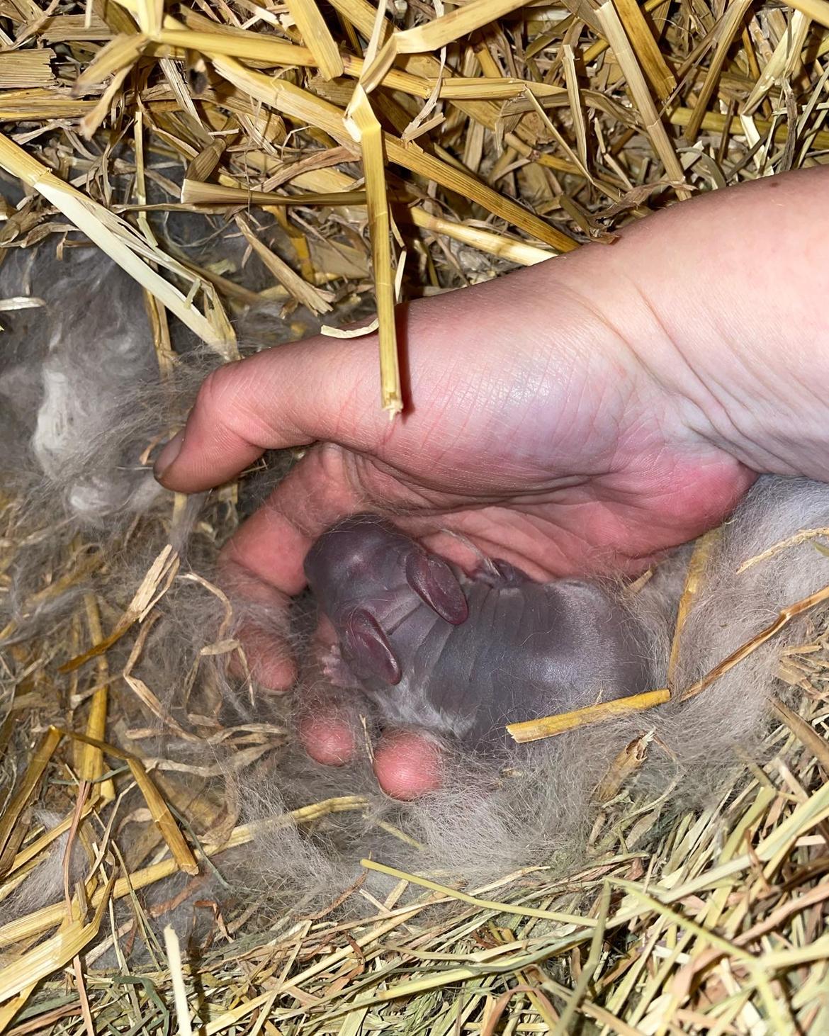 Kanin Signe billede 15