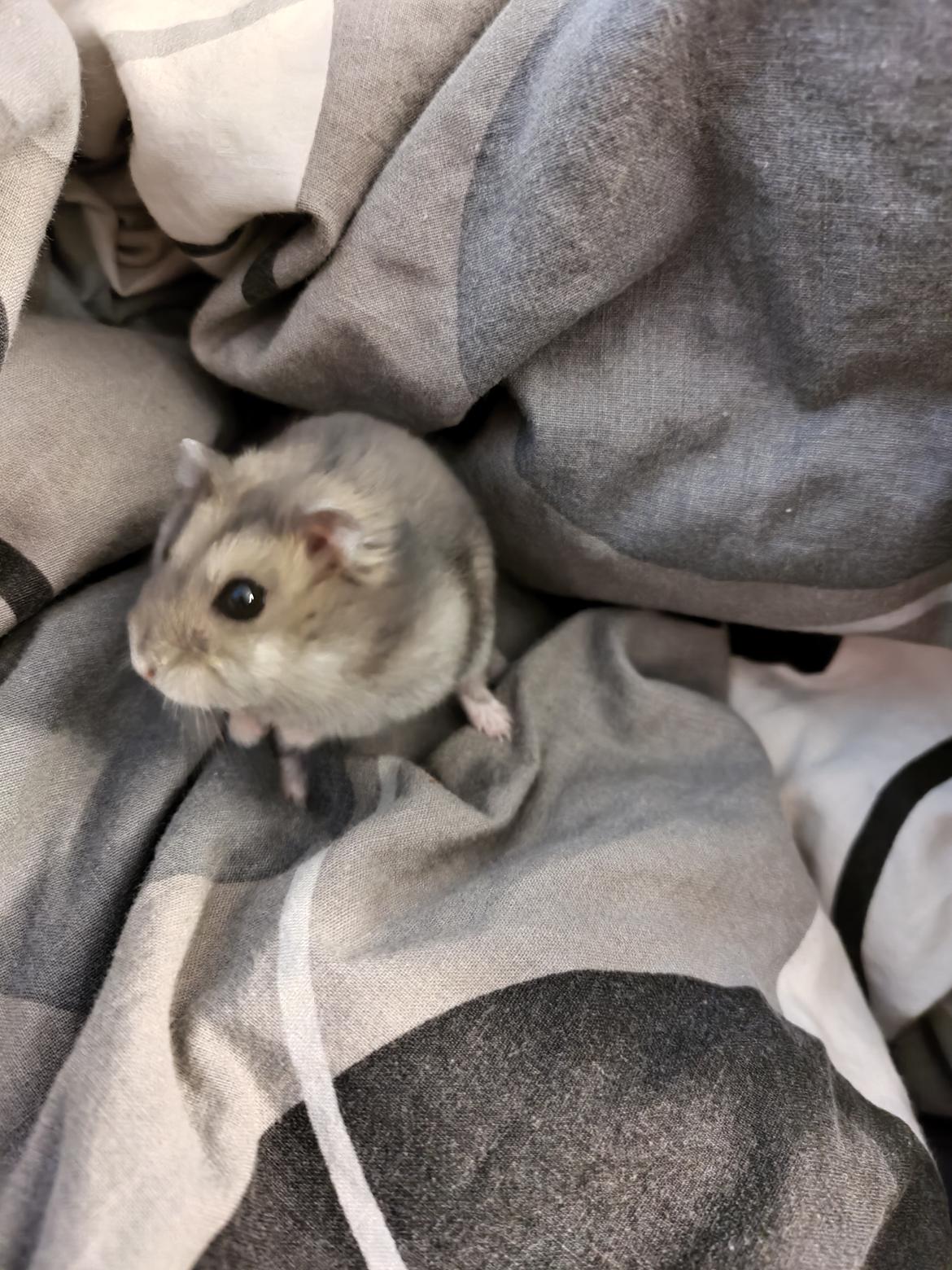 Dværghamster Saphira billede 19