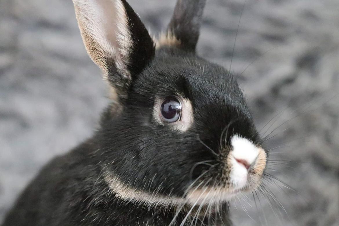 Kanin Zeca R.I.P billede 5