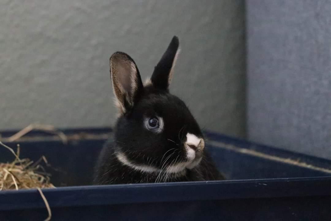 Kanin Zeca R.I.P billede 13