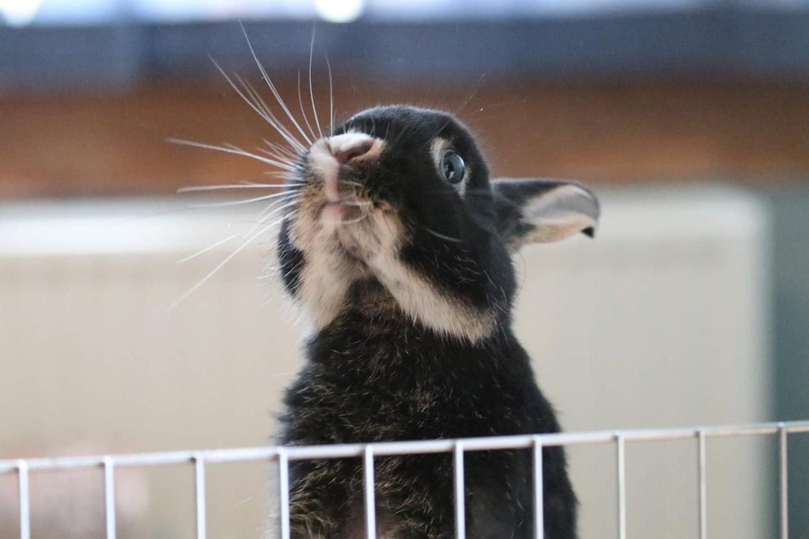 Kanin Zeca R.I.P billede 7