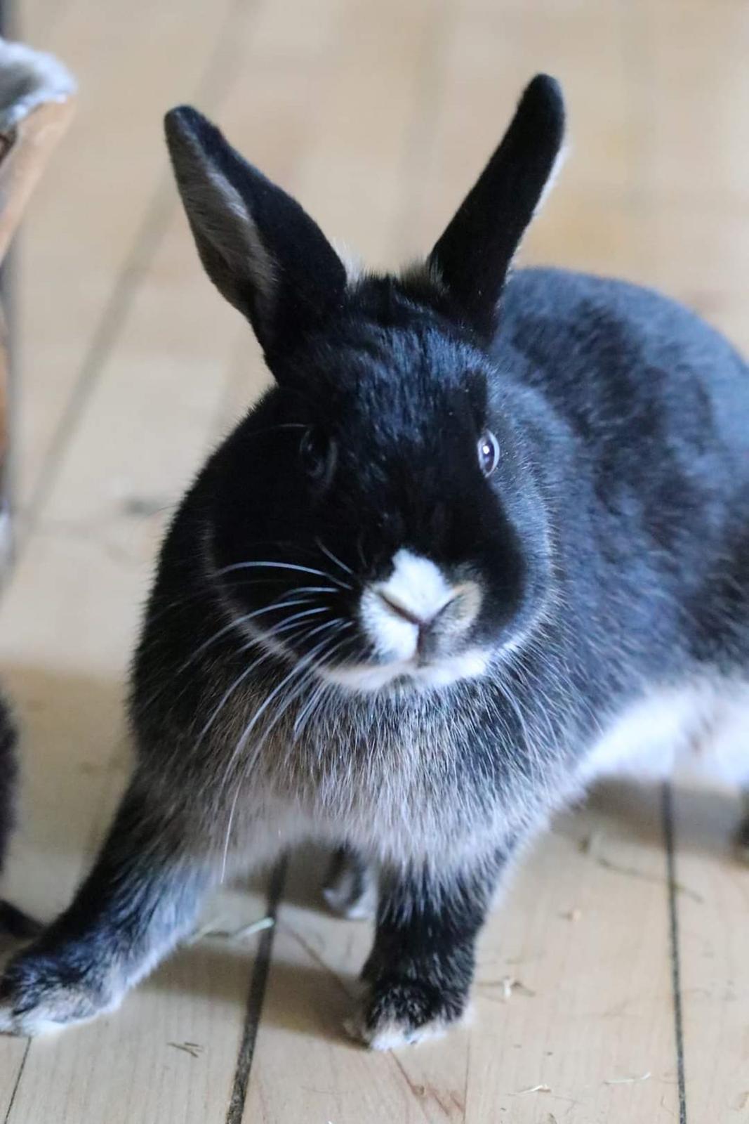 Kanin Zeca R.I.P billede 14