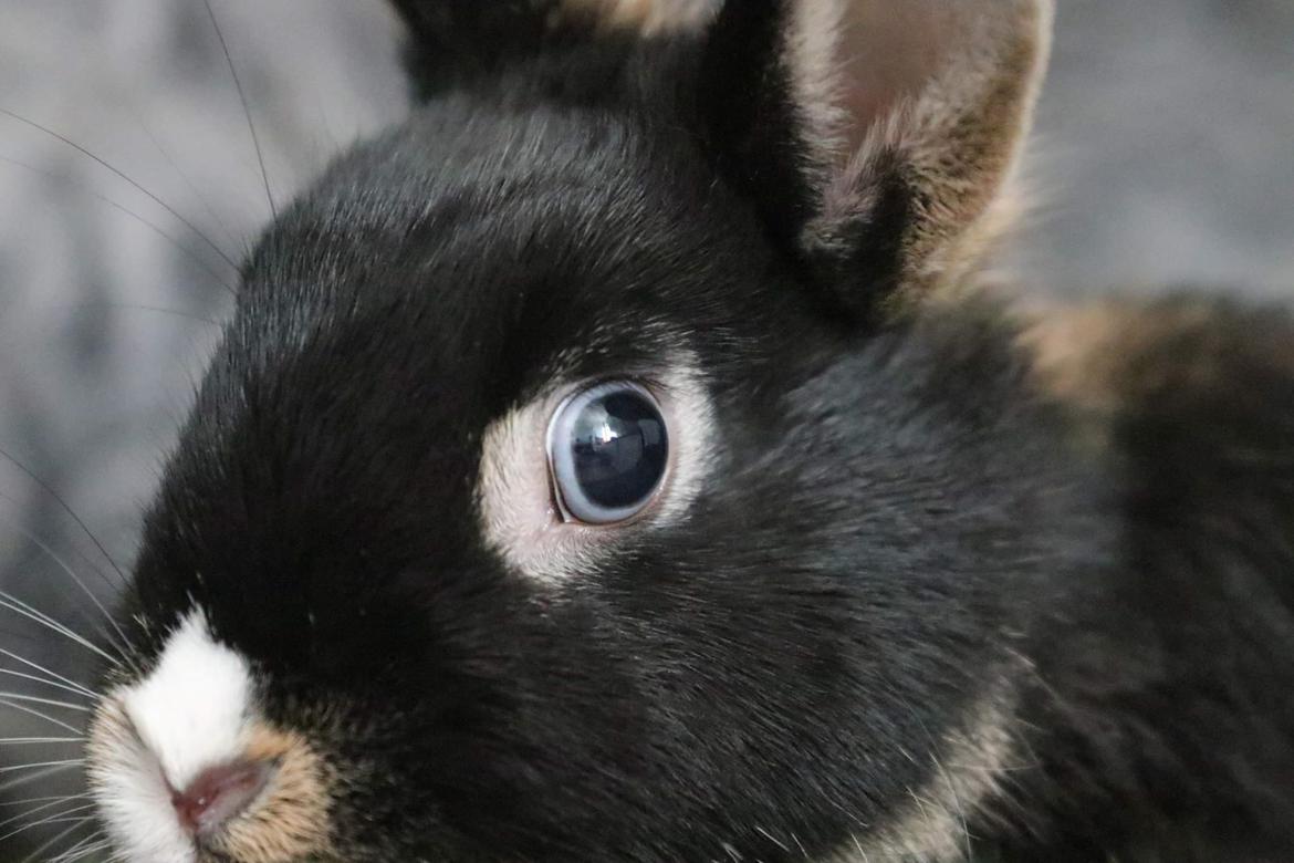 Kanin Zeca R.I.P billede 16