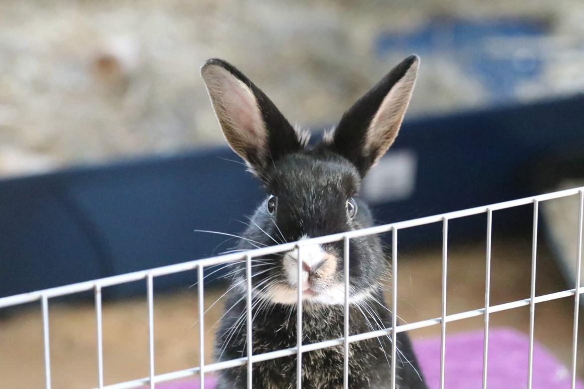 Kanin Zeca R.I.P billede 4