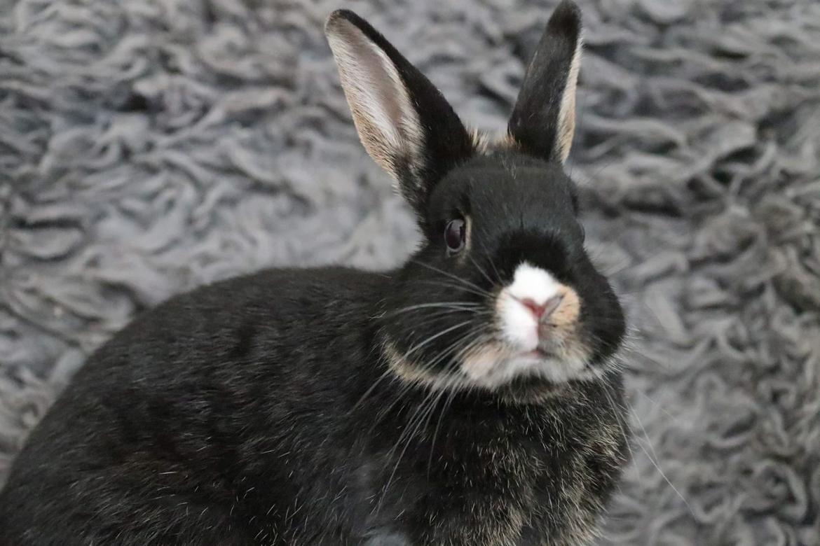 Kanin Zeca R.I.P billede 10