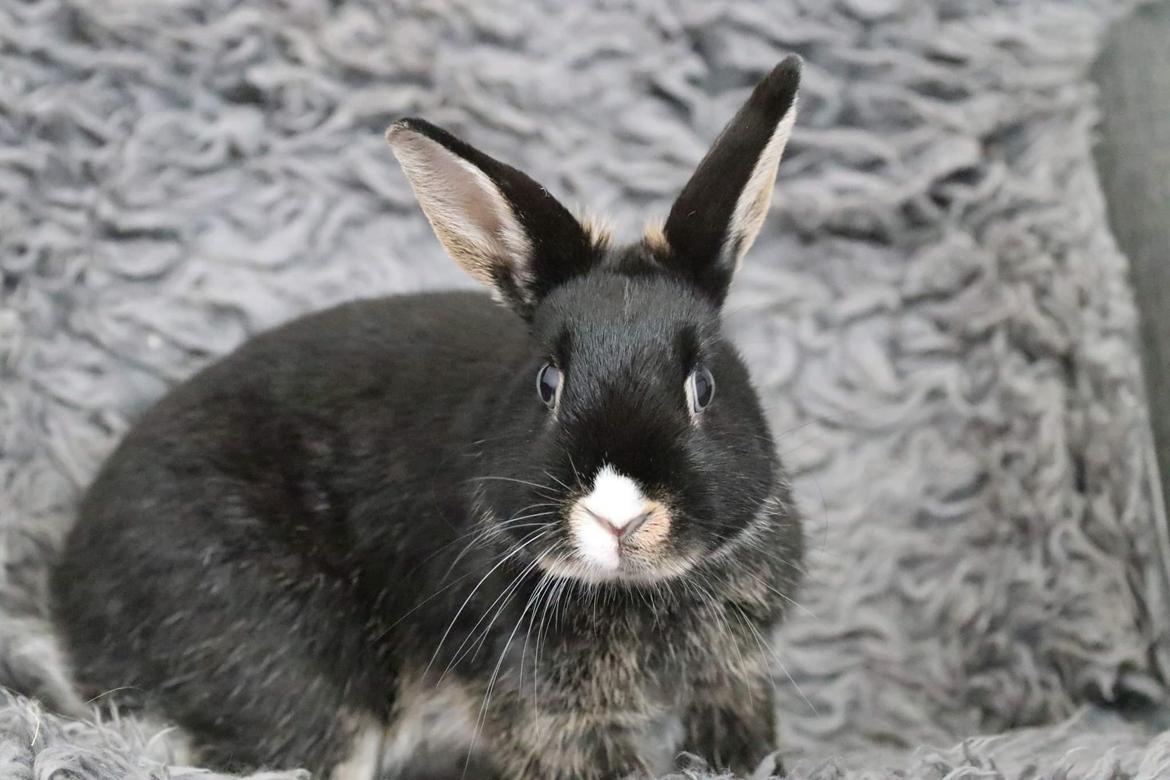 Kanin Zeca R.I.P billede 17