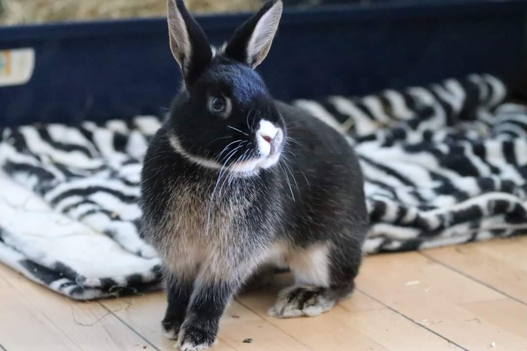 Kanin Zeca R.I.P billede 12