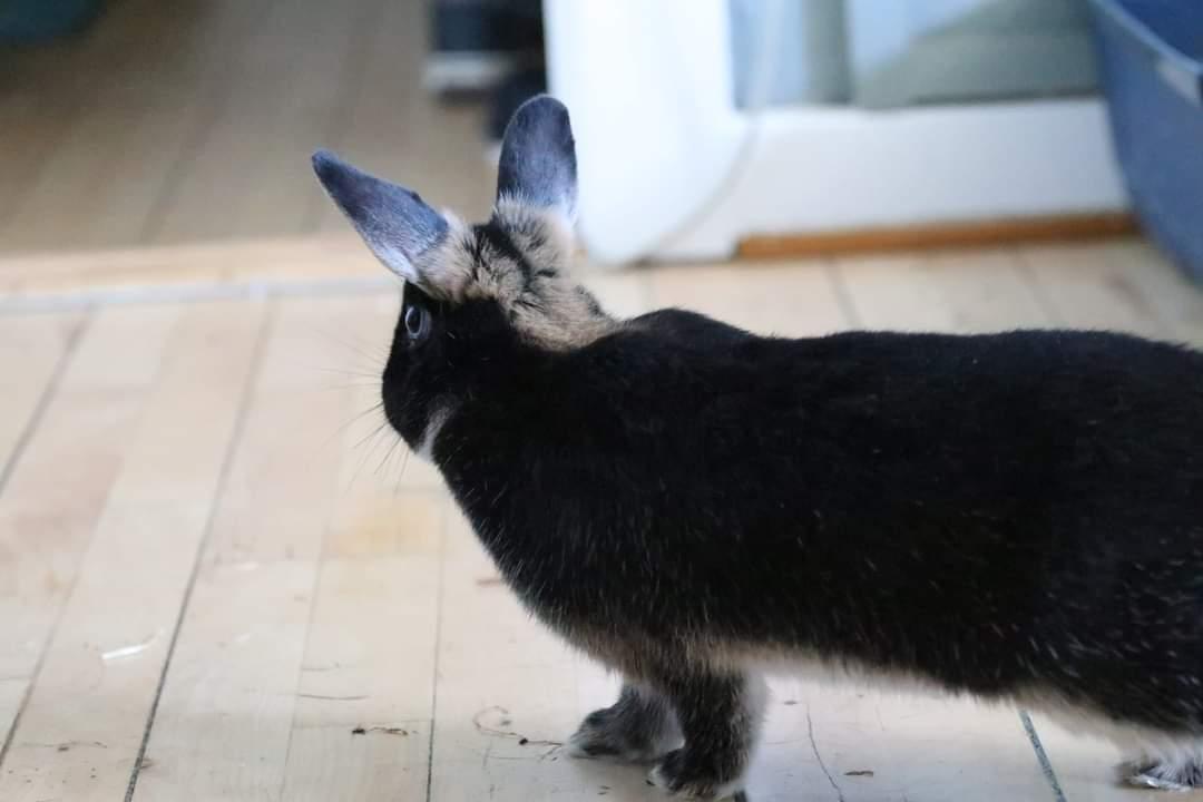 Kanin Zeca R.I.P billede 9