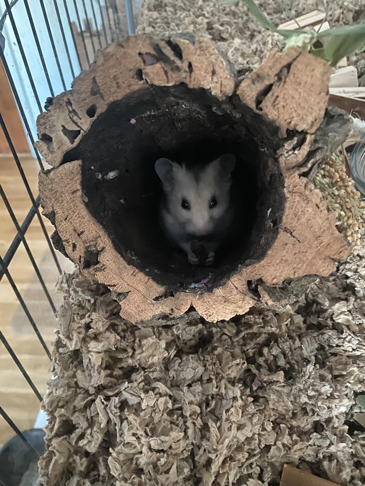 Hamster Jens *Himmelgnaver* billede 5