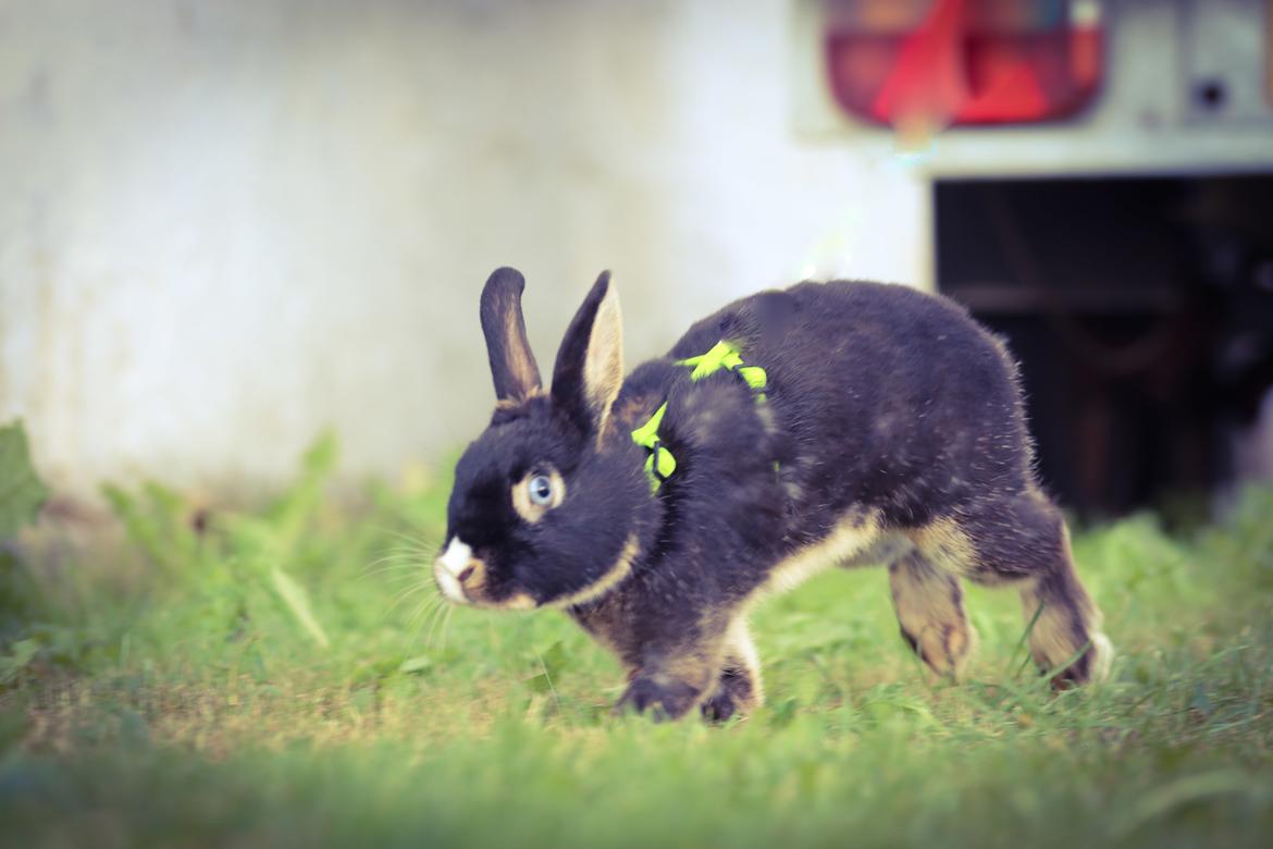 Kanin Zeca R.I.P billede 6