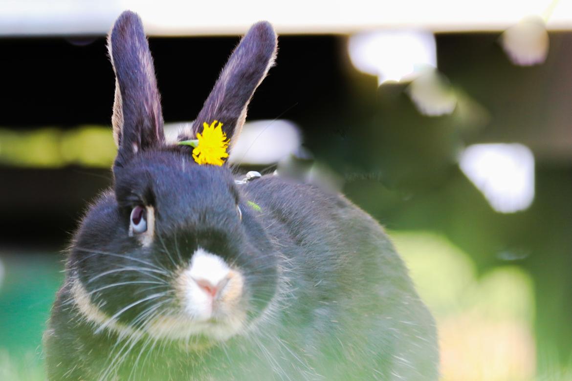 Kanin Zeca R.I.P billede 15