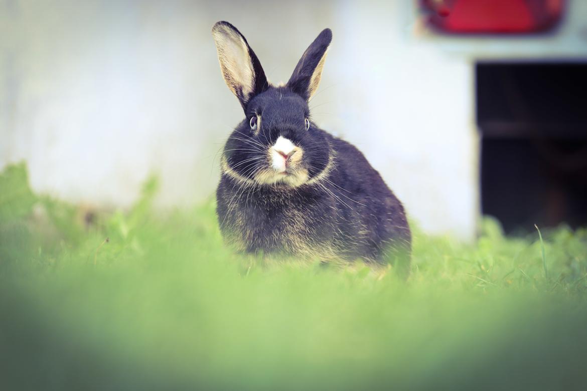 Kanin Zeca R.I.P billede 3