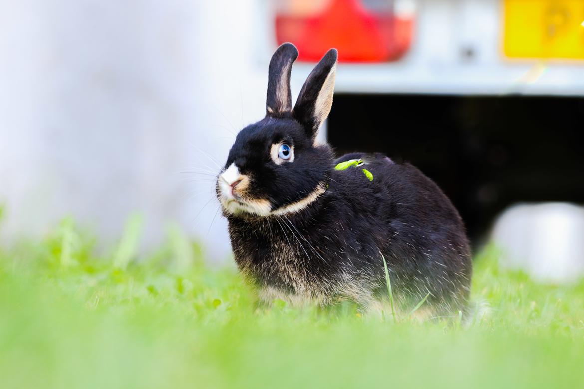 Kanin Zeca R.I.P billede 11