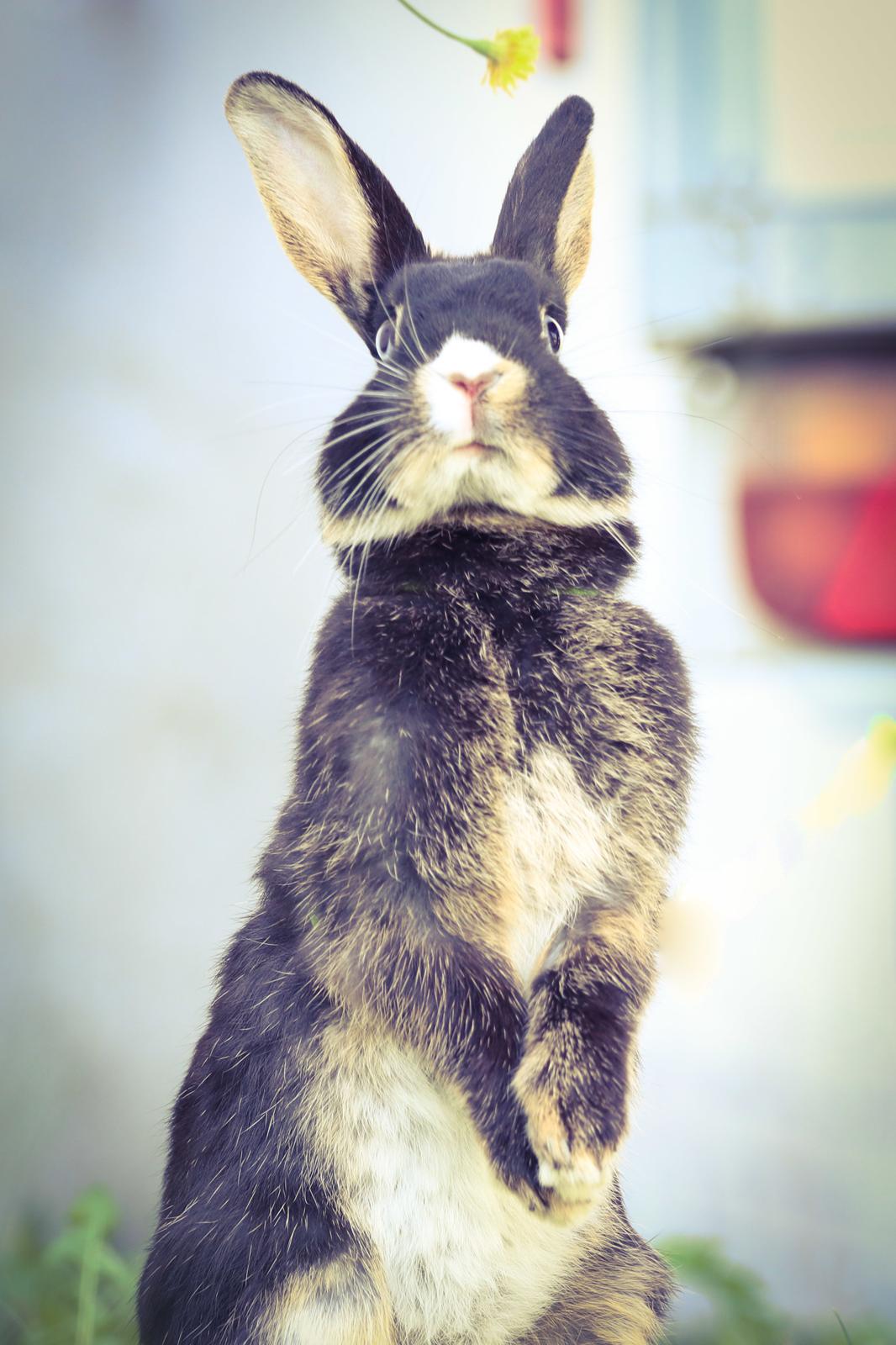 Kanin Zeca R.I.P billede 2