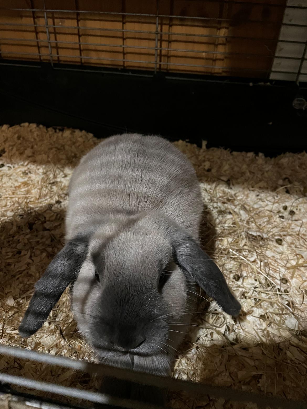 Kanin Yuki <3 billede 2