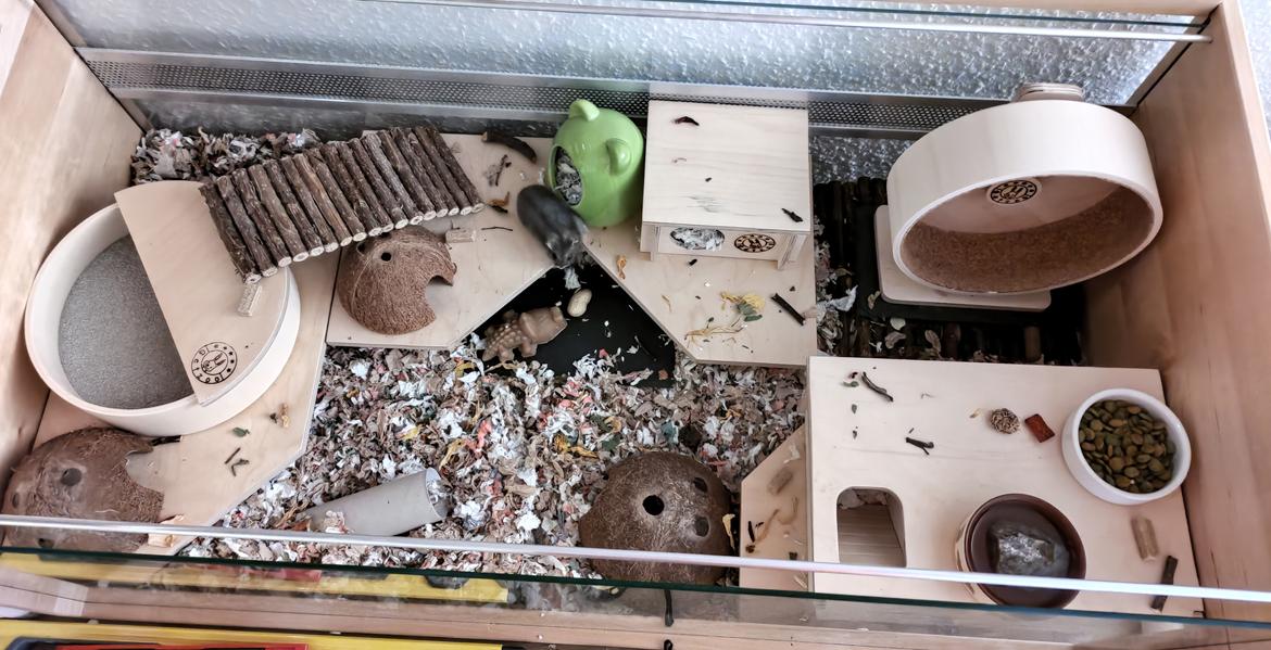 Dværghamster Saphira billede 20