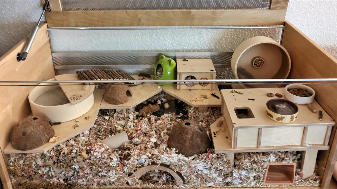 Dværghamster Saphira billede 21