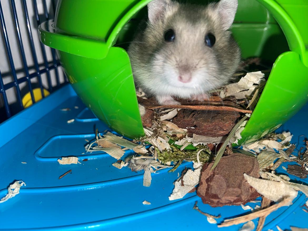 Dværghamster Alfred billede 1