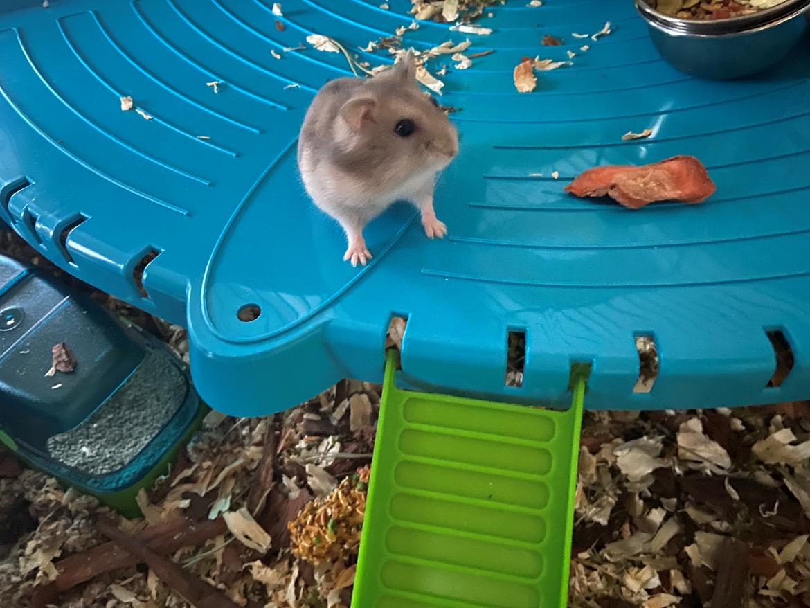 Dværghamster Alfred billede 2