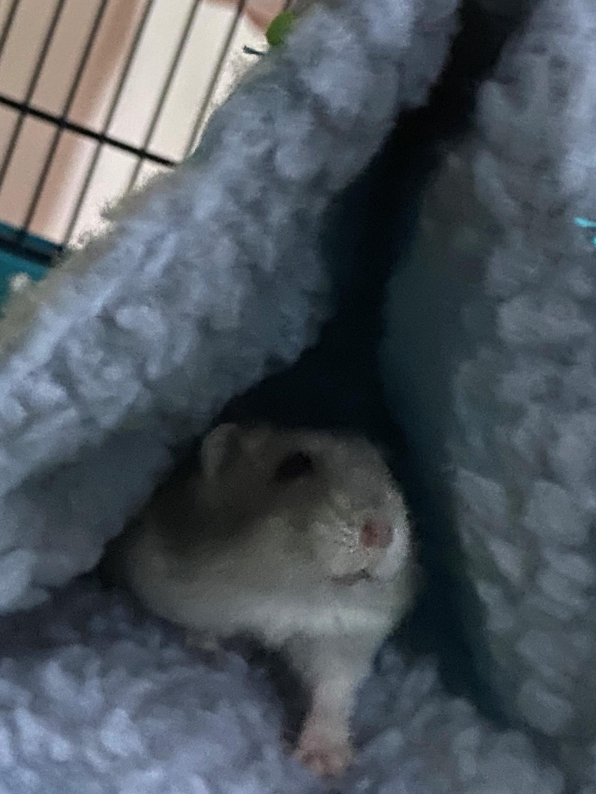 Dværghamster Alfred billede 3