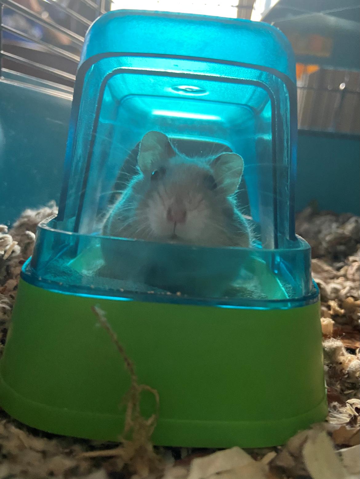 Dværghamster Alfred billede 6