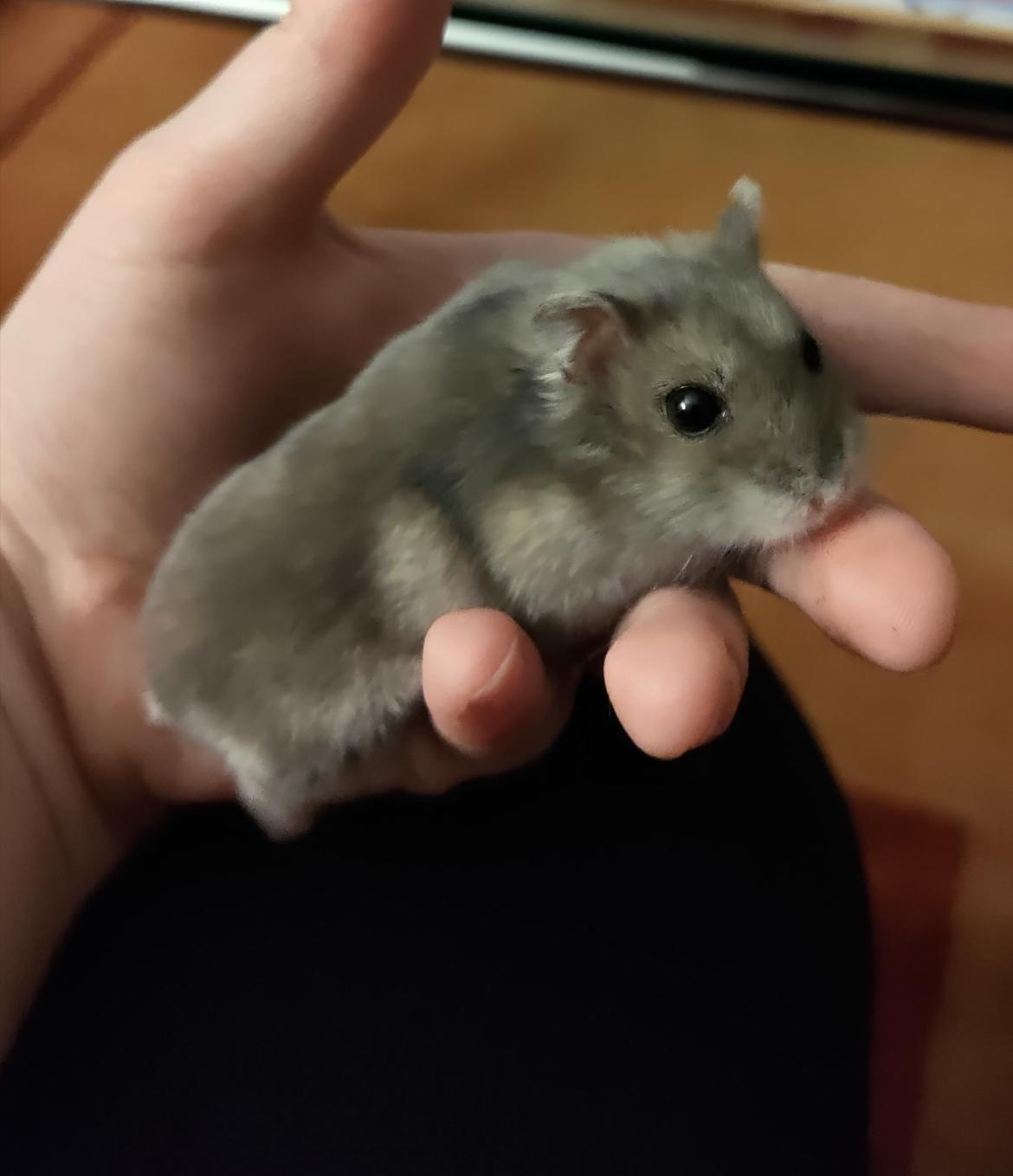 Dværghamster Saphira billede 22