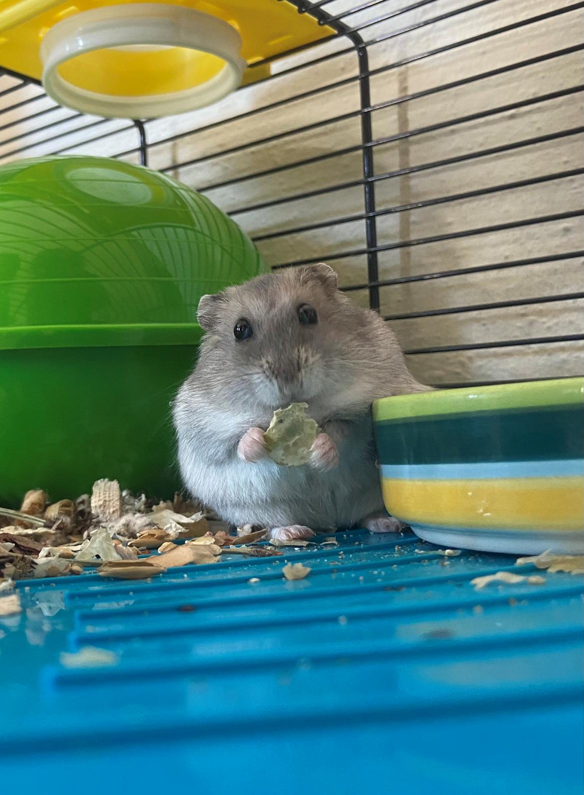 Dværghamster Alfred billede 4