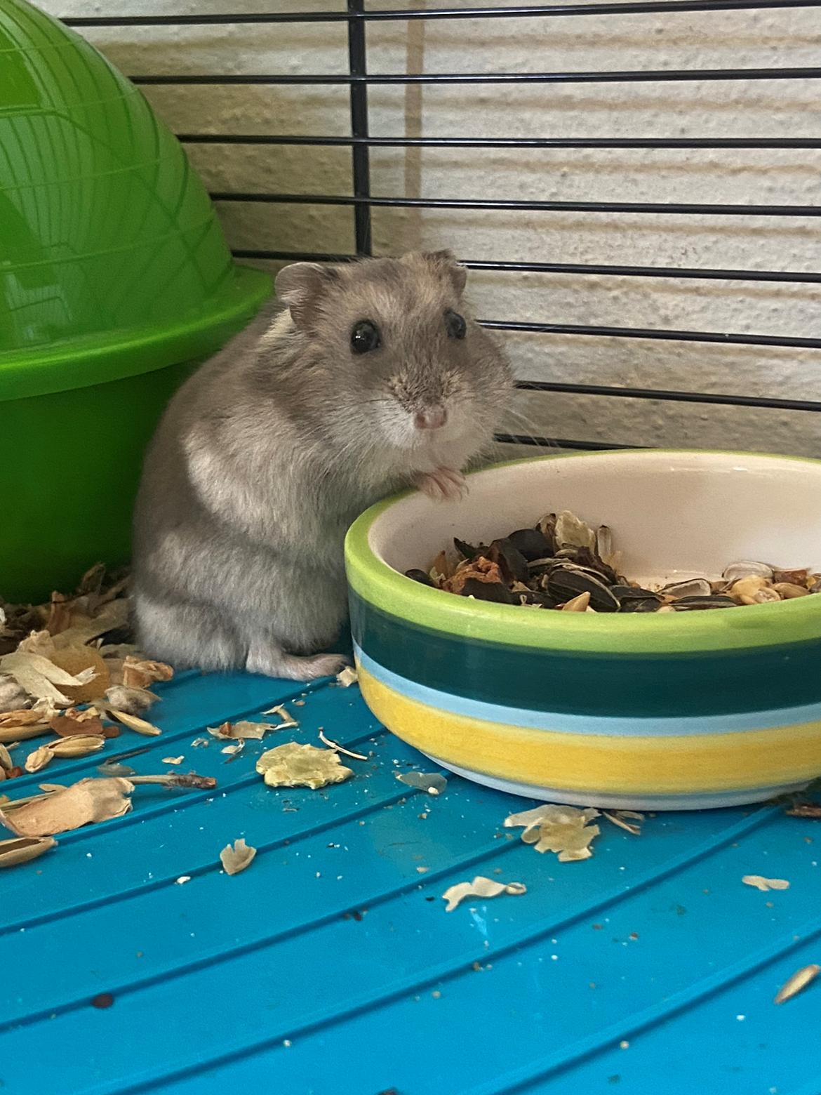 Dværghamster Alfred billede 7