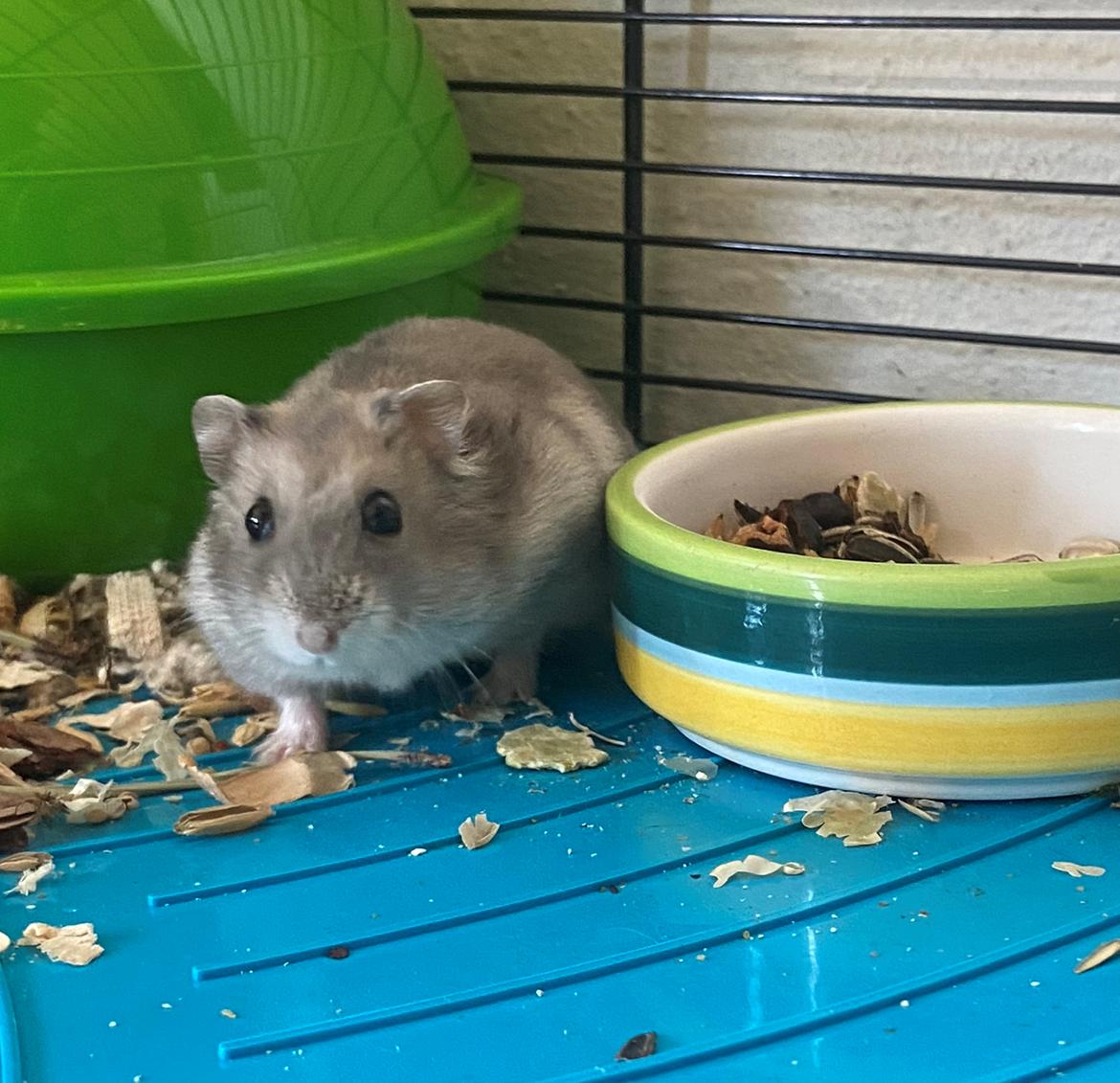 Dværghamster Alfred billede 5