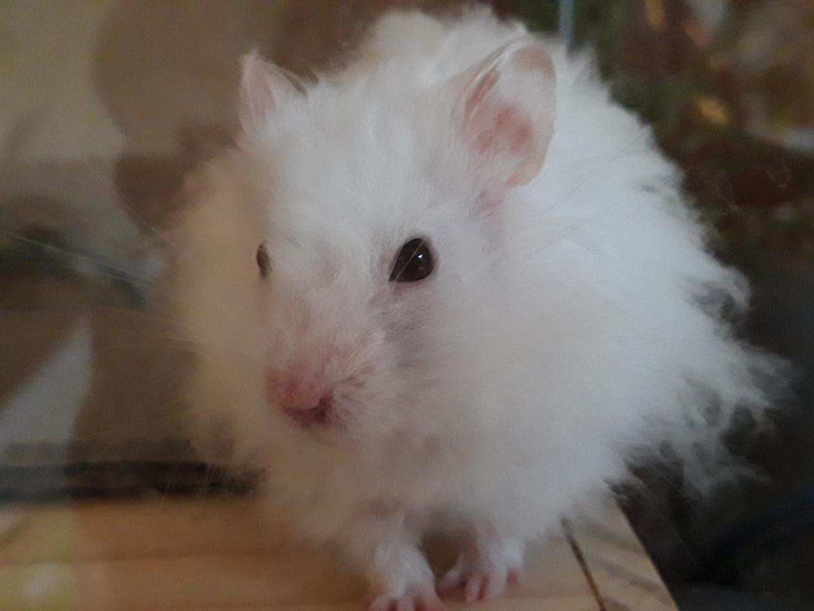 Hamster My Little Mysterious Abaddon billede 2